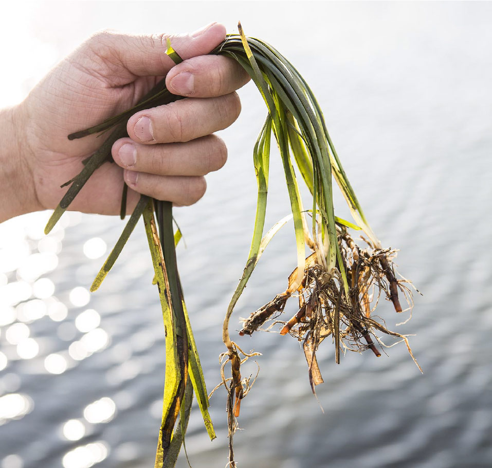 Field work on marine grain cultivation